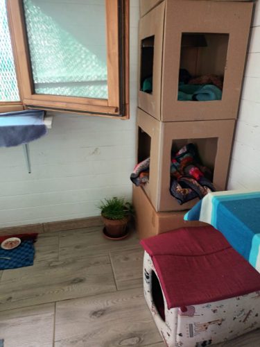 camere-gatti-pensione-animali