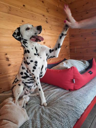 dalmata-in-pensione-cani-carlotta