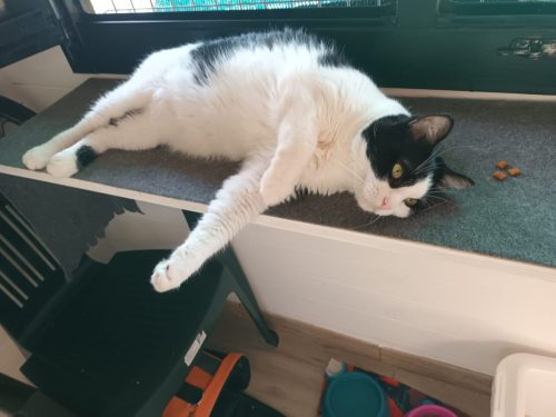 gatti-ospiti-hotel-di-carlotta