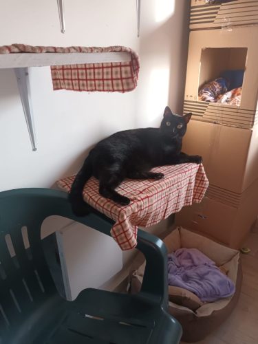 gatti-pensione-hotel-carlotta