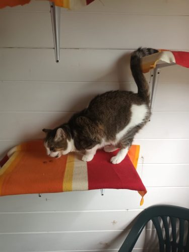 ospiti-camere-gatti-hotel-di-carlotta