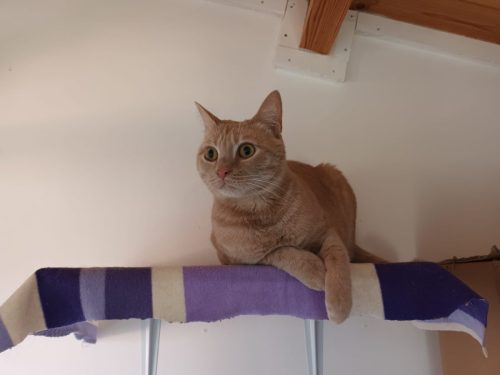 pensione-gatti-camere (1)