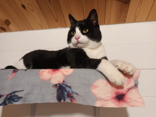 pensione-gatti-ospiti